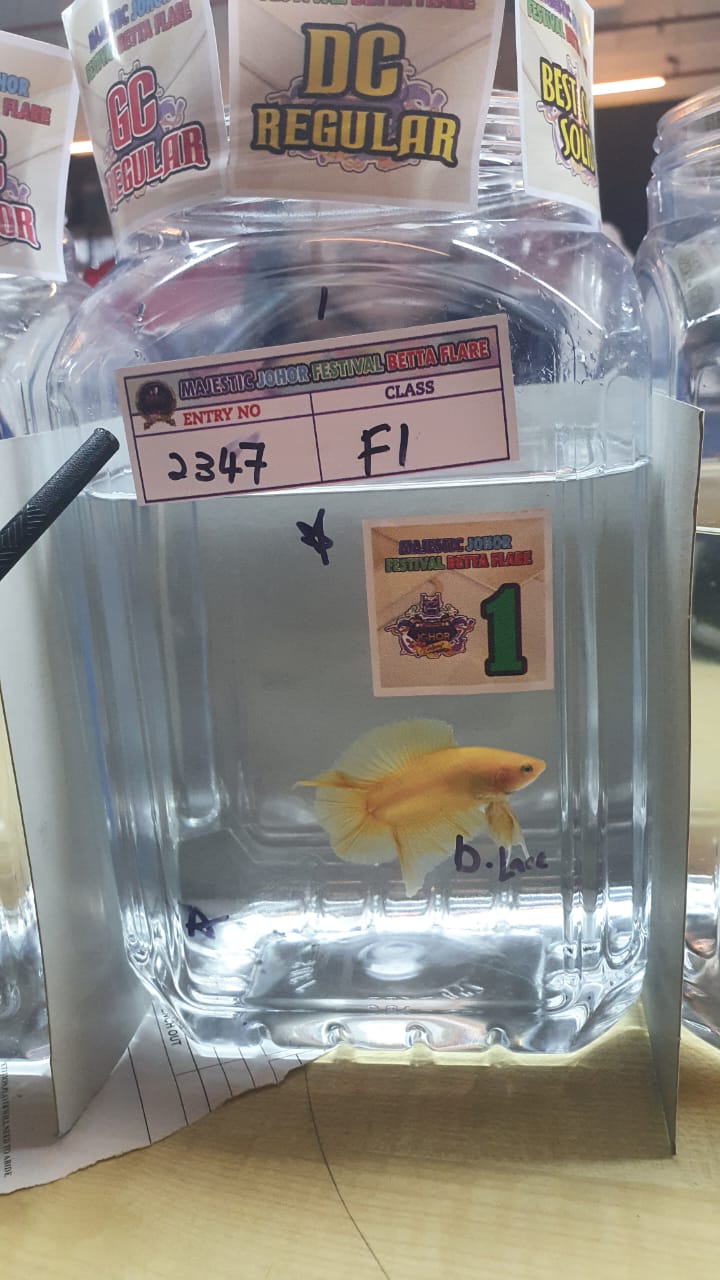 betta